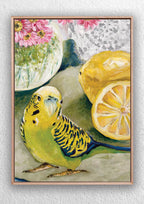 "Budgie Loves Lemons Still Life" Art Print Birds and Animals Jess King Artist Budgie-lemons-still-life-art-print-jess-king